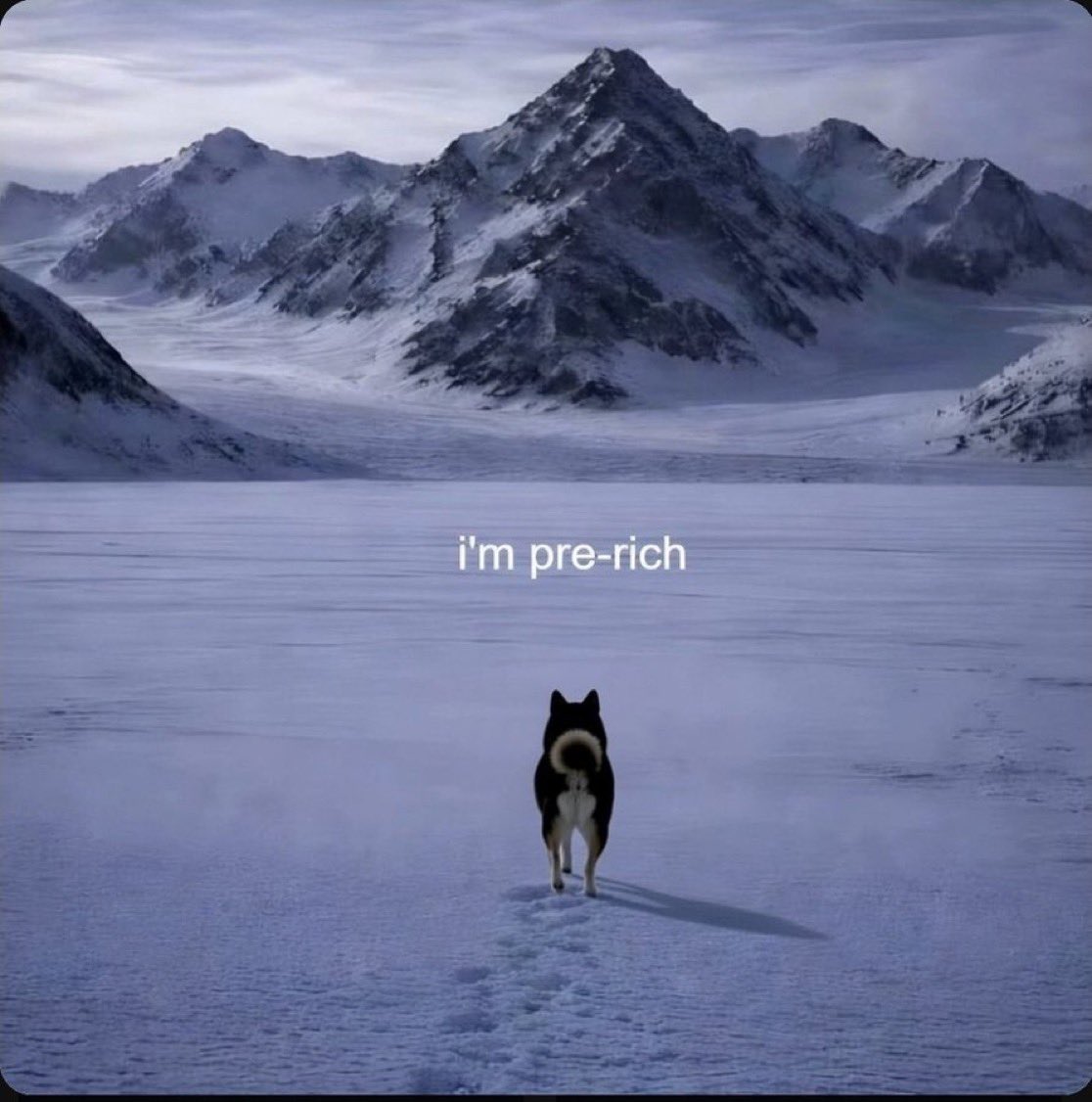 PresolarX's tweet image. Don’t forget Kabosu newest family member 🐾 

Same shelter @chibawan_info 
Same owner @kabosumama 
Same narrative @BlackShib_DOGE 

This will change dog meta $COCORO