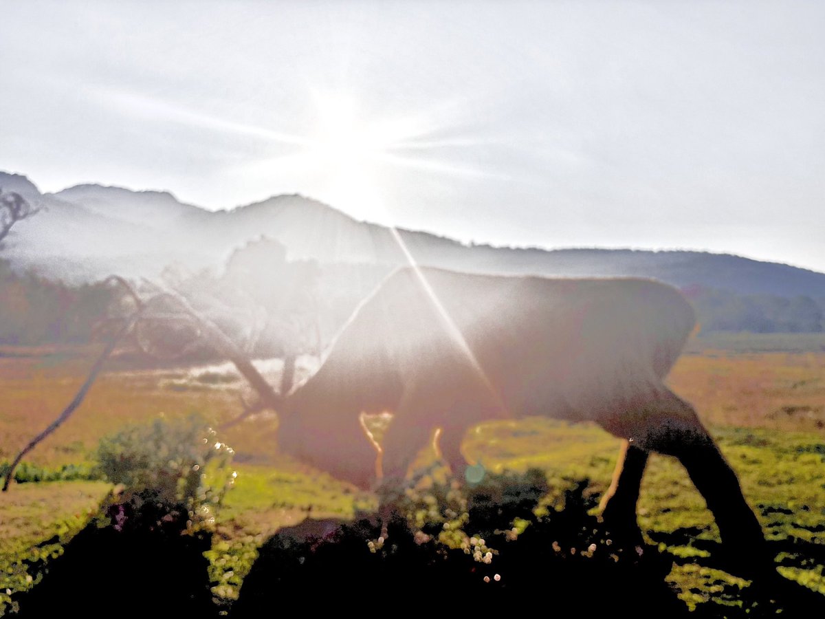 CryptoFerret tweet media