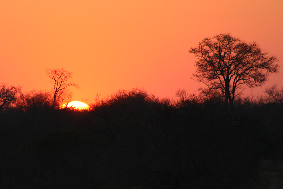 ShutterVista's tweet image. African sunsets hit different.
Golden skies, quiet bush, and that feeling you only get out here. 🇿🇦🌅

#Photography #PhotoOfTheDay #NaturePhotography