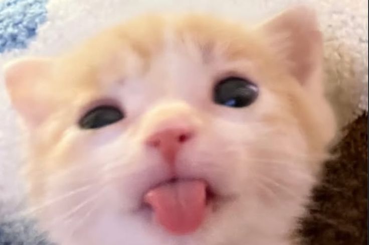 cats.jpg (@catsdotjpg) on Twitter photo 