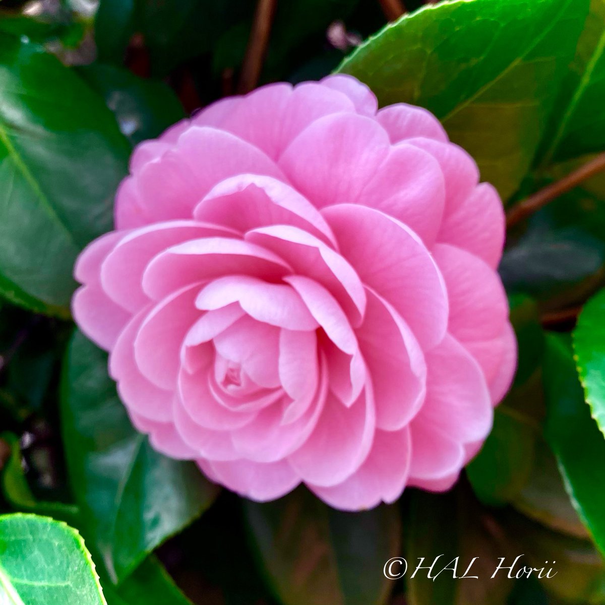 HALHoriiart's tweet image. 乙女椿🌸
#flower #nature
#NaturePhotography