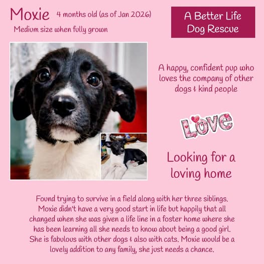 The Animal Team tweet media