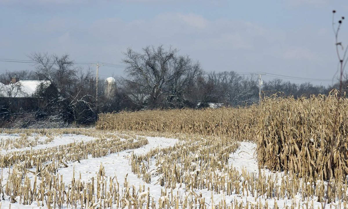 MauserInsurance's tweet image. Winter is here, but with each passing day, spring is coming. Understanding the best crop policies for you, your team, and your business is crucial as we venture forth in 2026. Find detailed information on our website today: MauserInsurance.com

#Farmer #Farm #IowaAg #Iowa