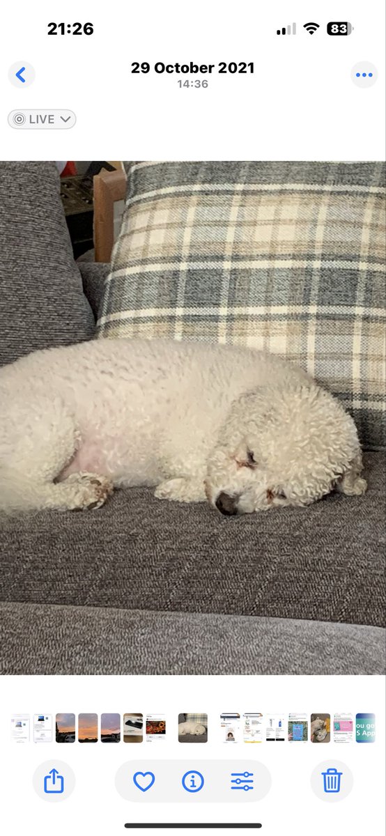 Allison Frend tweet media