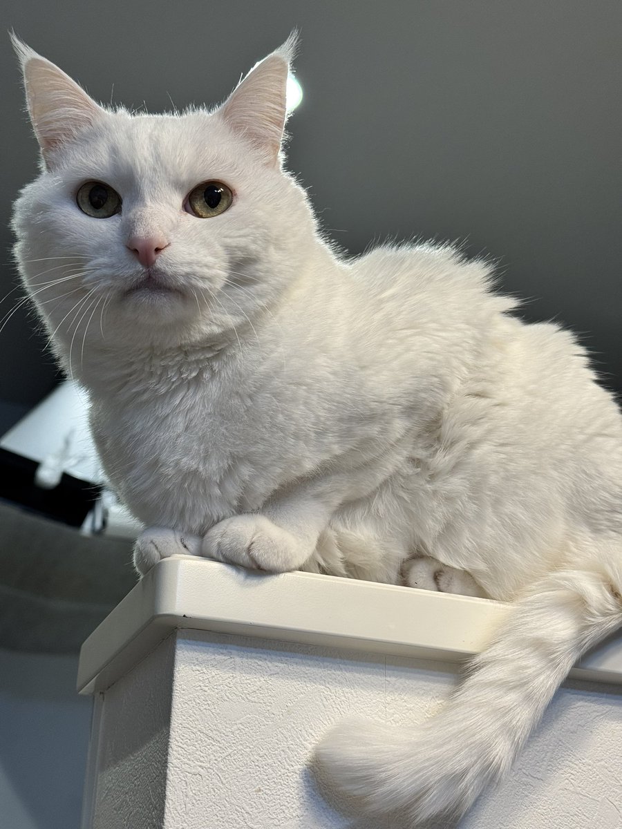 ハク様 (@hakusama0906) / Posts / X