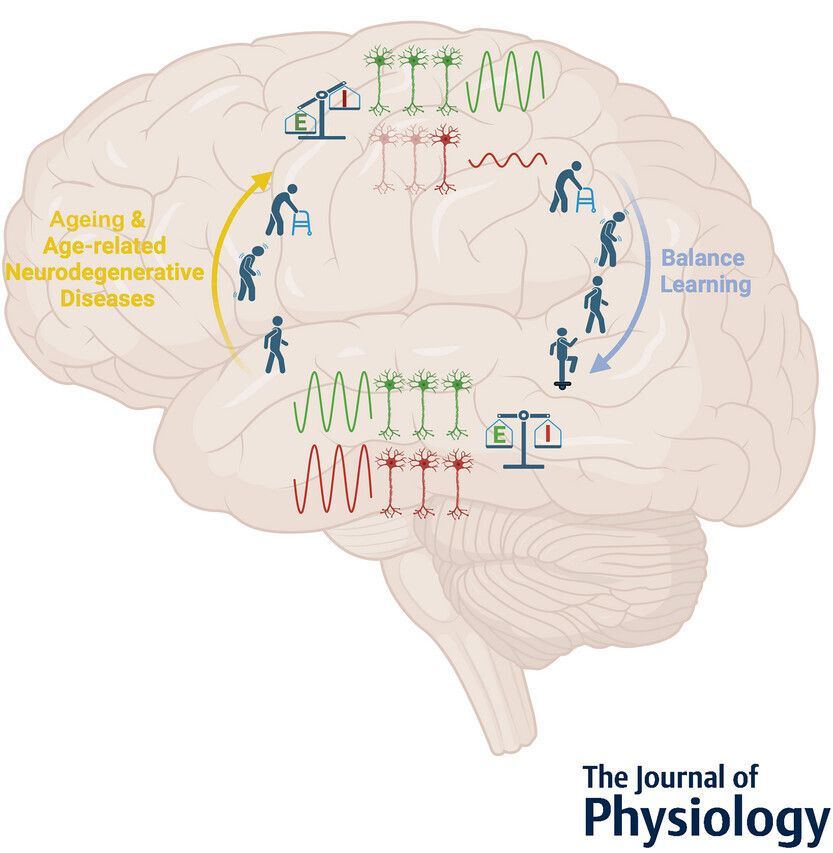 In this #TopicalReview, Wolfgang Taube and Benedikt Lauber (<a href="/unifr/">Uni Fribourg</a>) highlight changes in the cortical GABAergic inhibitory system with #ageing and ageing-related #neurodegenerative diseases ✍️ 🧠 

🔗 Read it here: buff.ly/OvDHrQT