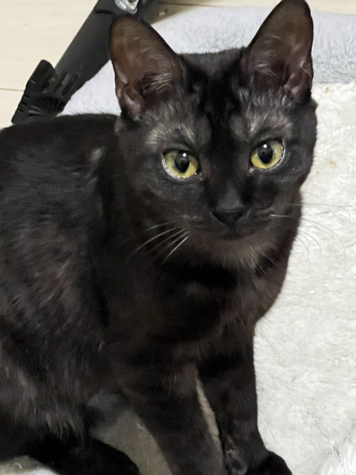 黒猫でないよブラックスモーク柄
北海道 ♀ 生後11ヶ月 の"くるる"ちゃんです。
 #猫の里親募集 #北海道
詳細：neko-jirushi.com/foster/233583/
写真：