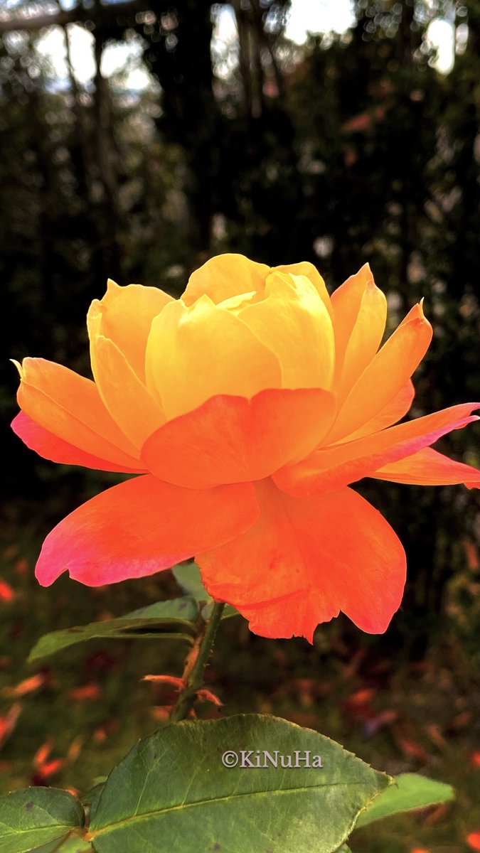 ゆっち (@wWY2OlzXzw89Ddy) / Posts / X