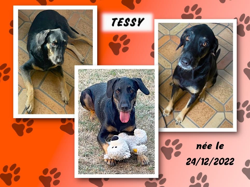 RespectonsAsso's tweet photo. C'est aujourd'hui la jeune et jolie TESSY, femelle Berger croisée Labrador, née le 24/12/2022 (3 ans) qui est proposée à l'adoption. Elle est identifiée, stérilisée et à jour de ses vaccins.

TESSY vi... 
#Adoption
    
la suite ici: https://t.co/GUnbyonU4Y https://t.co/I8GPGfYO9d
