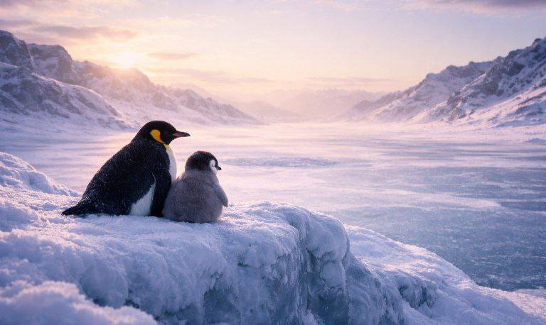 1 HOUR TO GO ⏳
Baby Penguin is about to hatch 🐧

Daddy Penguin went viral

Now it’s Baby’s turn to follow the path. 

Early birds win.
Don’t miss out.

pinksale.finance/solana/launchp…