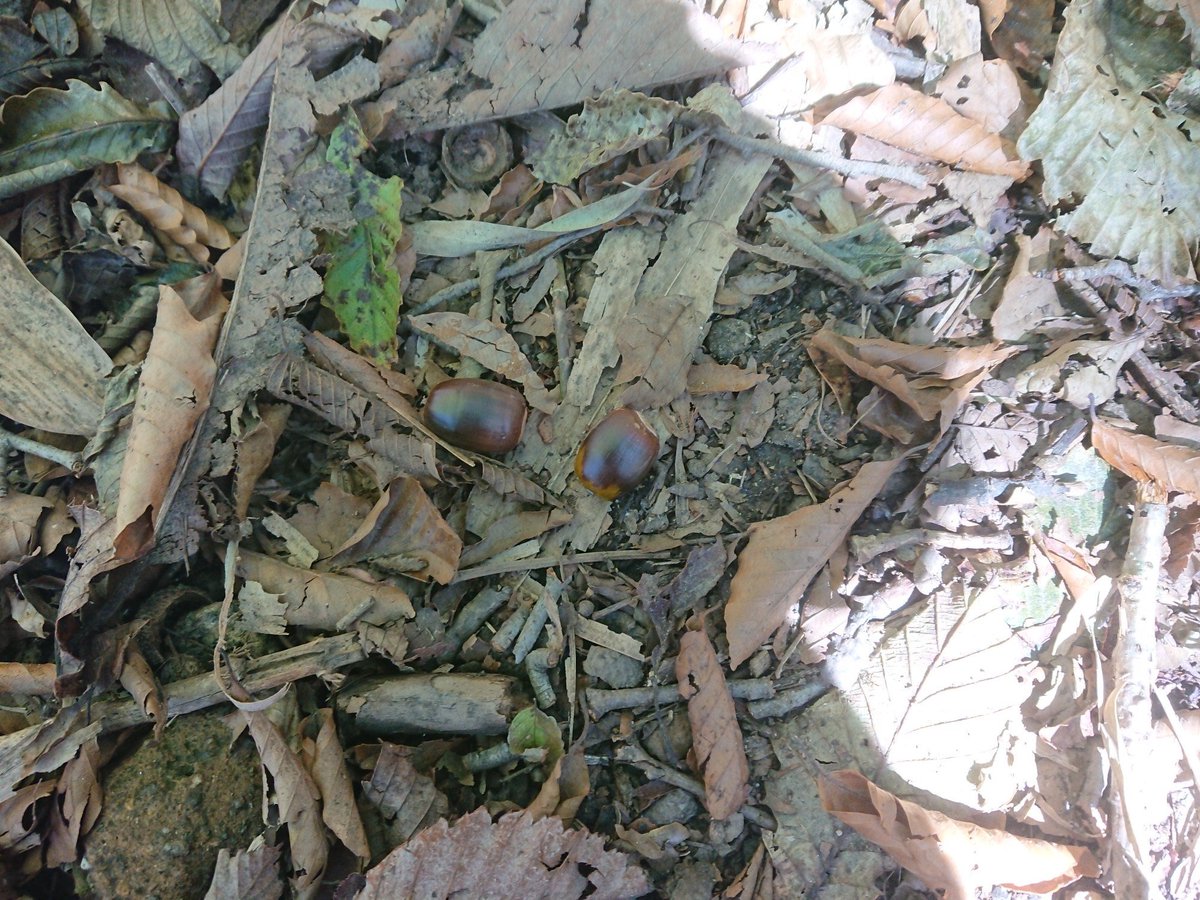 ミズナラのどんぐりみたいです #ウチやんの山日記 