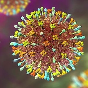 Cultination1's tweet photo. 🚨🚨🇮🇳🦠 LE VIRUS NIPAH RÉAPPARAÎT EN INDE ET PROVOQUE LA PEUR D'UNE PANDEMIE MONDIALE.

Les autorités indiennes surveillent de très près la situation après la confirmation de deux cas de virus Nipah dans l’État du Bengale-Occidental.  

Les deux personnes infectées sont des soignants d’un hôpital privé près de Kolkata. Elles présentent des formes graves : encéphalite rapide et complications neuro-respiratoires, selon les rapports médicaux et l’AIIMS.  

Classé par l’OMS parmi les pathogènes prioritaires à haut risque pandémique, le virus Nipah affiche un taux de mortalité de 40 à 75 %.  

Les symptômes sont entre autres : fièvre, vomissements, maux de tête, puis convulsions, inflammation du cerveau (encéphalite) et coma dans les cas sévères. 

Aucun vaccin ni traitement spécifique n’existe actuellement.  

Ce virus est transmis via les chauves-souris frugivores (réservoir principal), aliments contaminés (fruits, sève de palme), ou contact étroit de personne à personne.  

Le virus Nipah a déjà provoqué plusieurs épidémies en Asie depuis 1998-1999 (Malaisie, Bangladesh, Inde), avec plus de 100 décès au Bangladesh.  

Selon le ministère indien de la Santé et le NCDC : la situation est sous contrôle.

Des mesures renforcées sont en place. Plusieurs pays voisins (Thaïlande, Népal, Singapour, etc.) ont activé des screenings aéroportuaires par précaution.  

(Euronews & Libération)