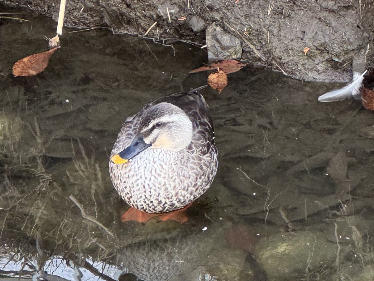 今朝も元気そうだったけど、数が減ってしまったのが気になります。#カルガモ