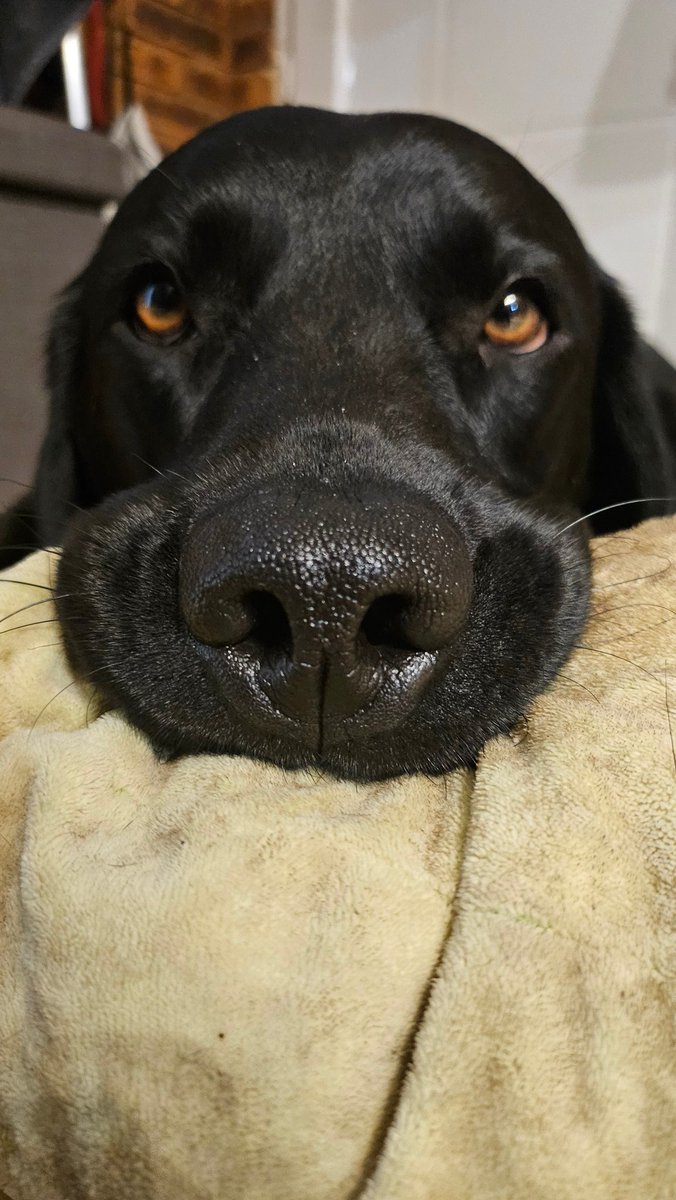 ahnwings's tweet image. bébé est fatigué