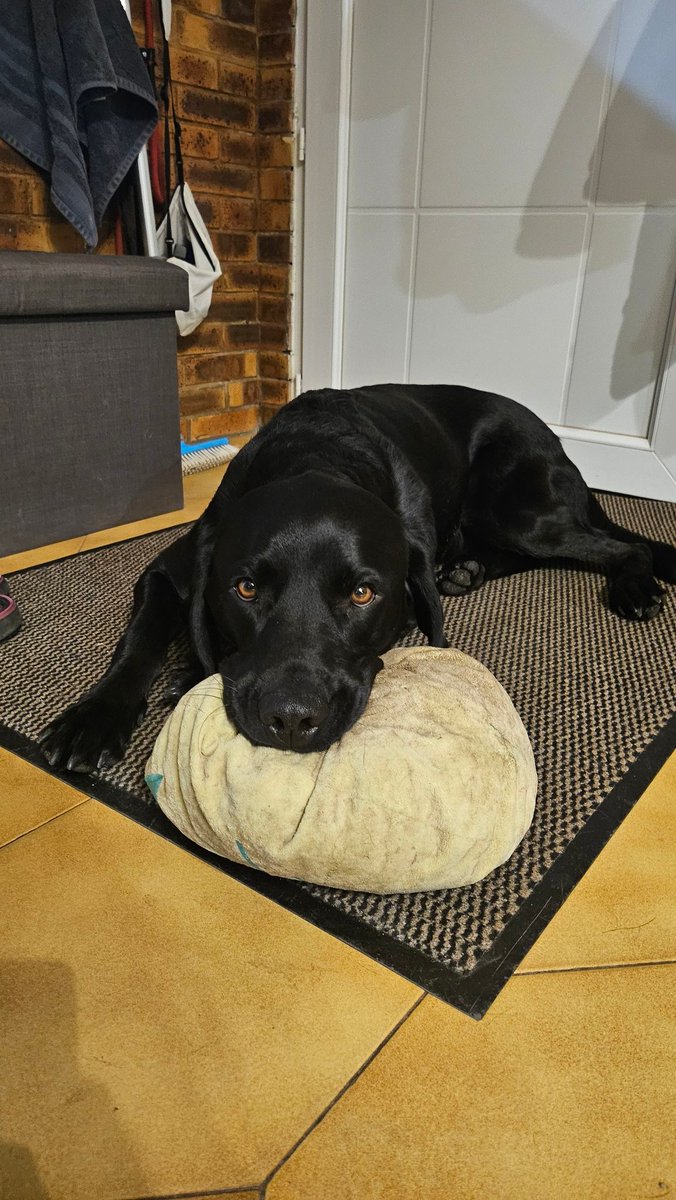 ahnwings's tweet image. bébé est fatigué