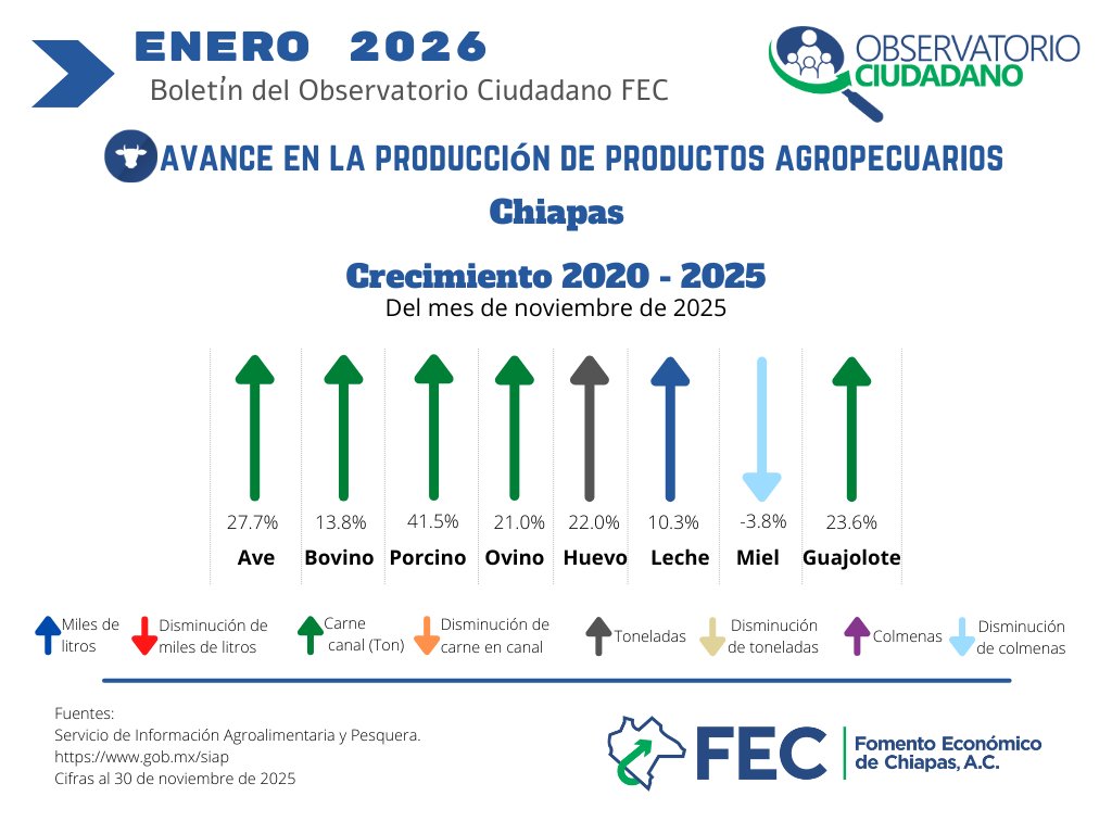 #SabíasQue 📈🐂 Entre 2020 y 2025, la producción pecuaria en Chiapas mostró un crecimiento sostenido en varios productos, reflejo del esfuerzo del sector productivo y del campo chiapaneco. #CrecimientoPecuario #CampoChiapas #ObservatorioCiudadanoFEC #Chiapas #ChiapasEnCifras