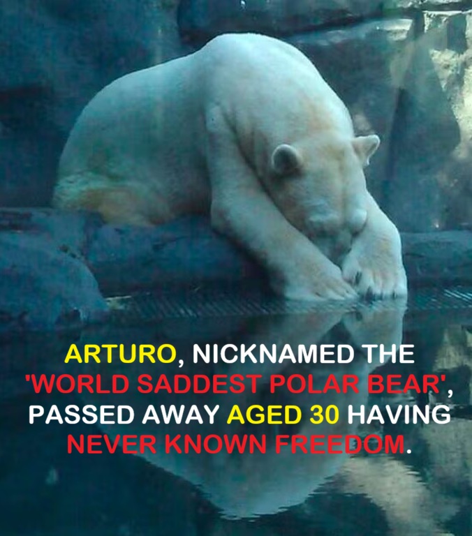 Protect_Wldlife's tweet photo. I can't believe that it almost 10 years since Arturo the 'Saddest' Polar Bear passed away. 🐻‍❄️💔 😢 

'The Legacy That Changed Everything: How One Polar Bear's Story Sparked a Global Movement'

In a sweltering Argentine summer, a 70-year-old grandmother named Maria stood outside a concrete enclosure, tears streaming down her face. Inside, Arturo—a Polar Bear who'd never touched real snow—paced endlessly in 95-degree heat. She pulled out her phone, snapped a photo, and posted it with three words: "This isn't right."

Within hours, her post exploded. Students in Canada saw it. A retired zookeeper in Norway saw it. A 12-year-old girl in Tokyo saw it. What happened next shocked everyone.

Half a million strangers from 190 countries united behind a single petition. They weren't activists or celebrities—they were parents, teachers, nurses, and kids using birthday wishes to demand better. When officials said Arturo was "too old to move," these ordinary heroes didn't quit. They organized peaceful vigils, educated millions about animal welfare, and sparked legislative changes across three continents.

Though Arturo passed before experiencing freedom, his story birthed something bigger. Today, 47 countries have strengthened zoo regulations because people like Maria refused to scroll past suffering.

When asked why she acted, Maria said simply: "I'm just a grandmother. But I know what a cage feels like when your spirit needs to run free."

Arturo never got his snow. But millions of animals after him will live better lives because one woman, and an army of compassionate strangers, believed one Bear mattered.