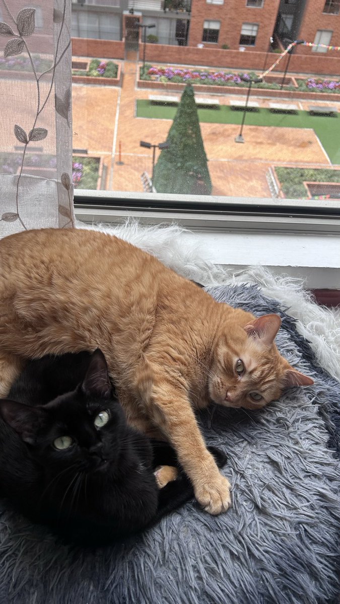 ᴇʟᴇ tweet media