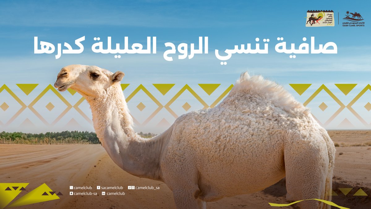 CamelClub's tweet photo. عطايا الله.. شموخٍ وجمال 🐪✨

#نادي_الإبل
#مهرجان_خادم_الحرمين_الشريفين_للهجن⁩ 2026 https://t.co/JJcI8n21ci