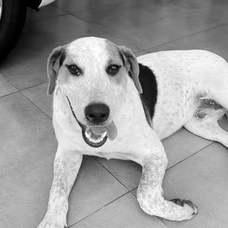 choquei's tweet image. 🚨BRASIL: Um cachorrinho comunitário foi morto em Toledo, no PR. Abacate foi encontrado com uma marca de tiro no abdômen.