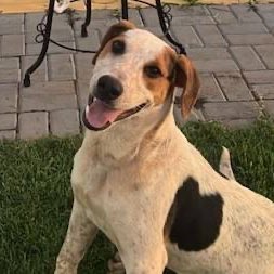 choquei's tweet image. 🚨BRASIL: Um cachorrinho comunitário foi morto em Toledo, no PR. Abacate foi encontrado com uma marca de tiro no abdômen.