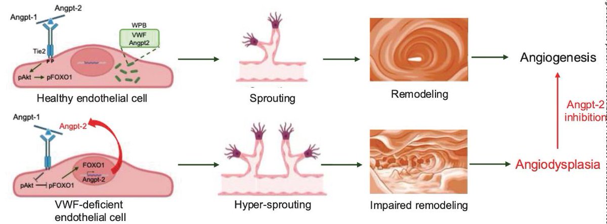 Petrova Lab – Vascular and Tumor Biology tweet media