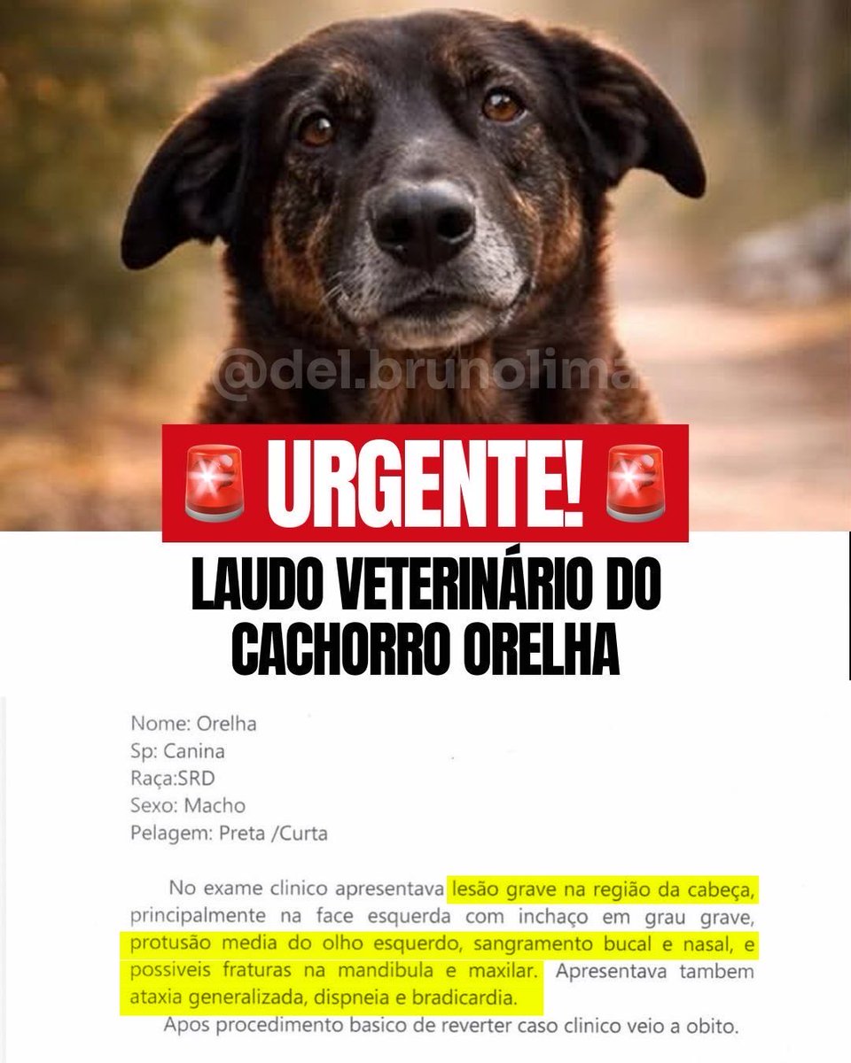 del_brunolima's tweet image. ⚠️ URGENTE: SAIU O LAUDO OFICIAL DO ORELHA! A causa da morte revela requintes de cru3ldade. Agora não tem desculpa: foi crime bárbar0.

#justiçapororelha #delegadobrunolima #causaanimal #cadeiaparamaustratos #florianopolis"