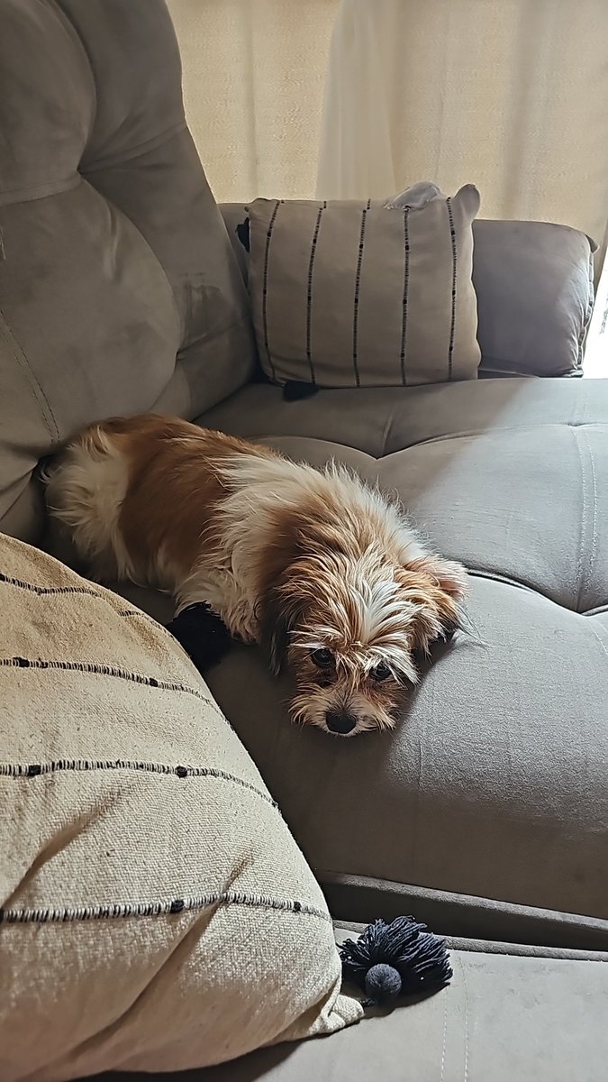 AgentRivia's tweet image. O que eu queria poder pegar esses moleque e Moer as costelas deles na pancada né brincadeira.

#justicapororelha