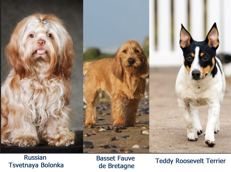 Westminster 2026 is almost here! Specialty shows this Fri &amp; Sat at the New Yorker Hotel followed by breed judging Sun &amp; Mon at Madison Garden to select #Westminster Kennel Club's 150th Best In Show. 3 newly accepted #AKC breeds will be making their debut,akc.org/expert-advice/…