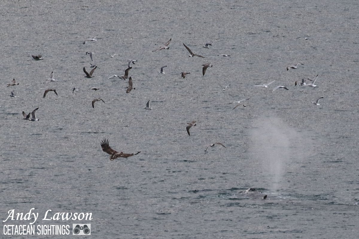 Andy Lawson tweet media