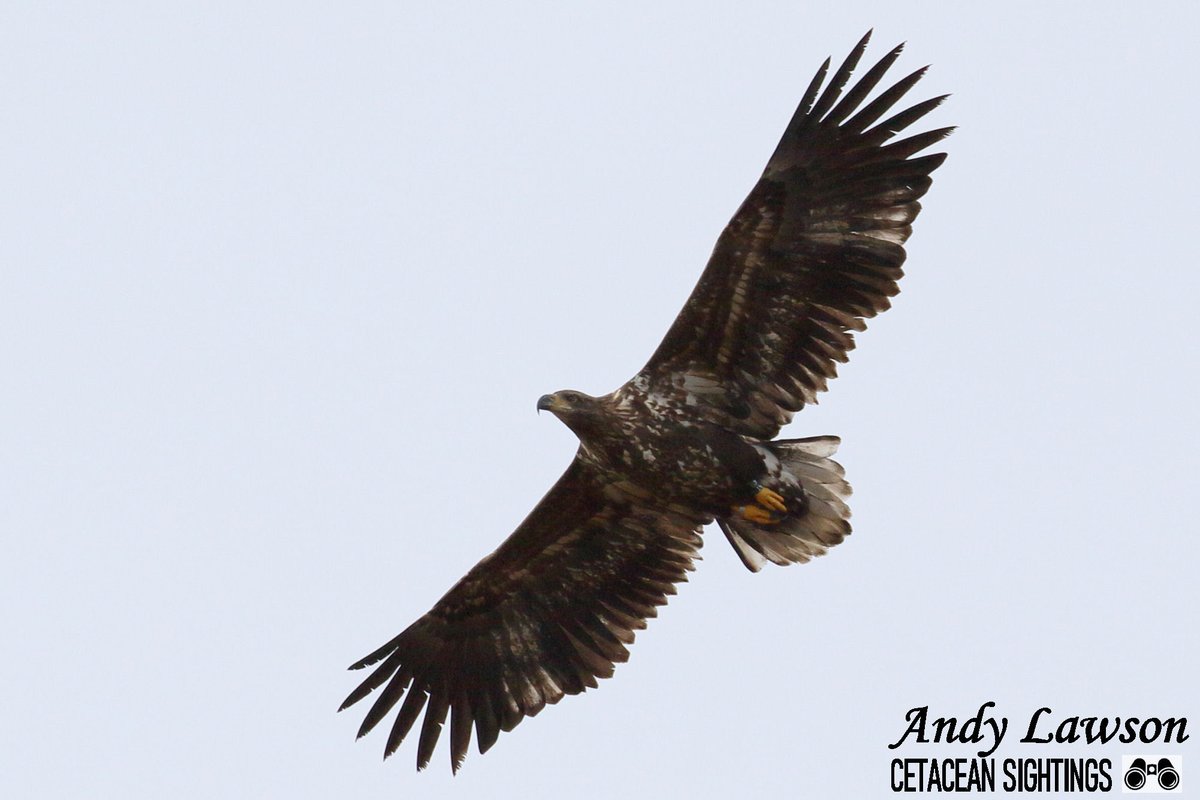 Andy Lawson tweet media