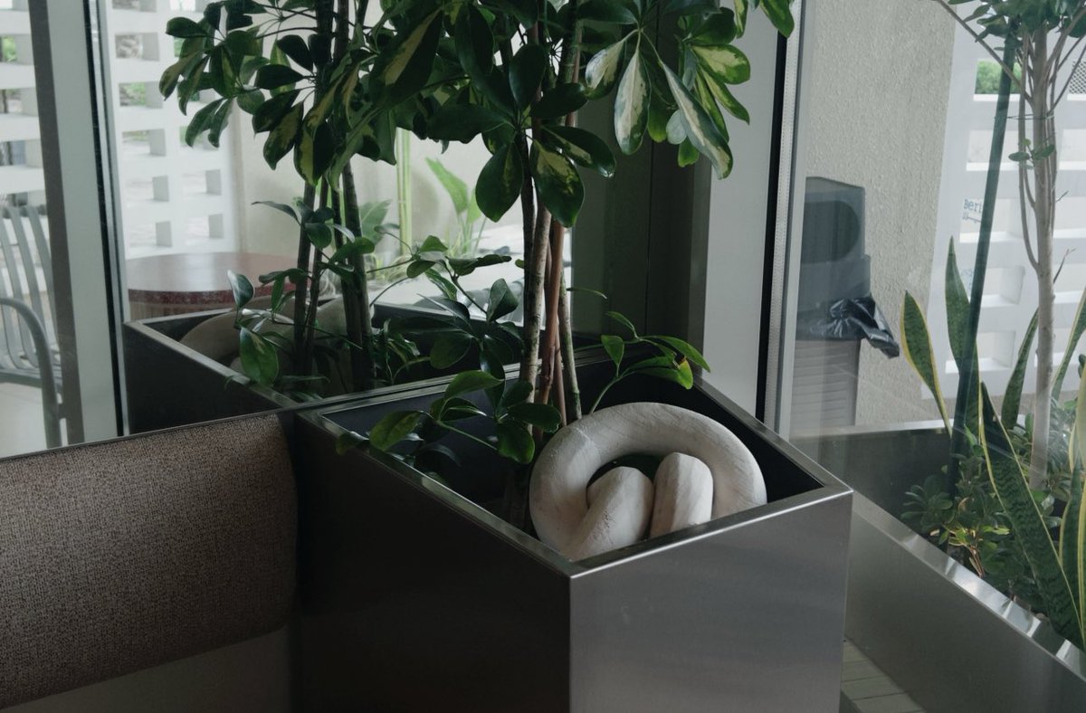 AliceTheshell's tweet image. 