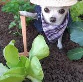 Luego del ejército de potus que ya salió a tierra vamos por el ejército de singonio, voy a sacar aprox 8 metros de tallo pelado para hacer plantas ☠️ ampliaremos.