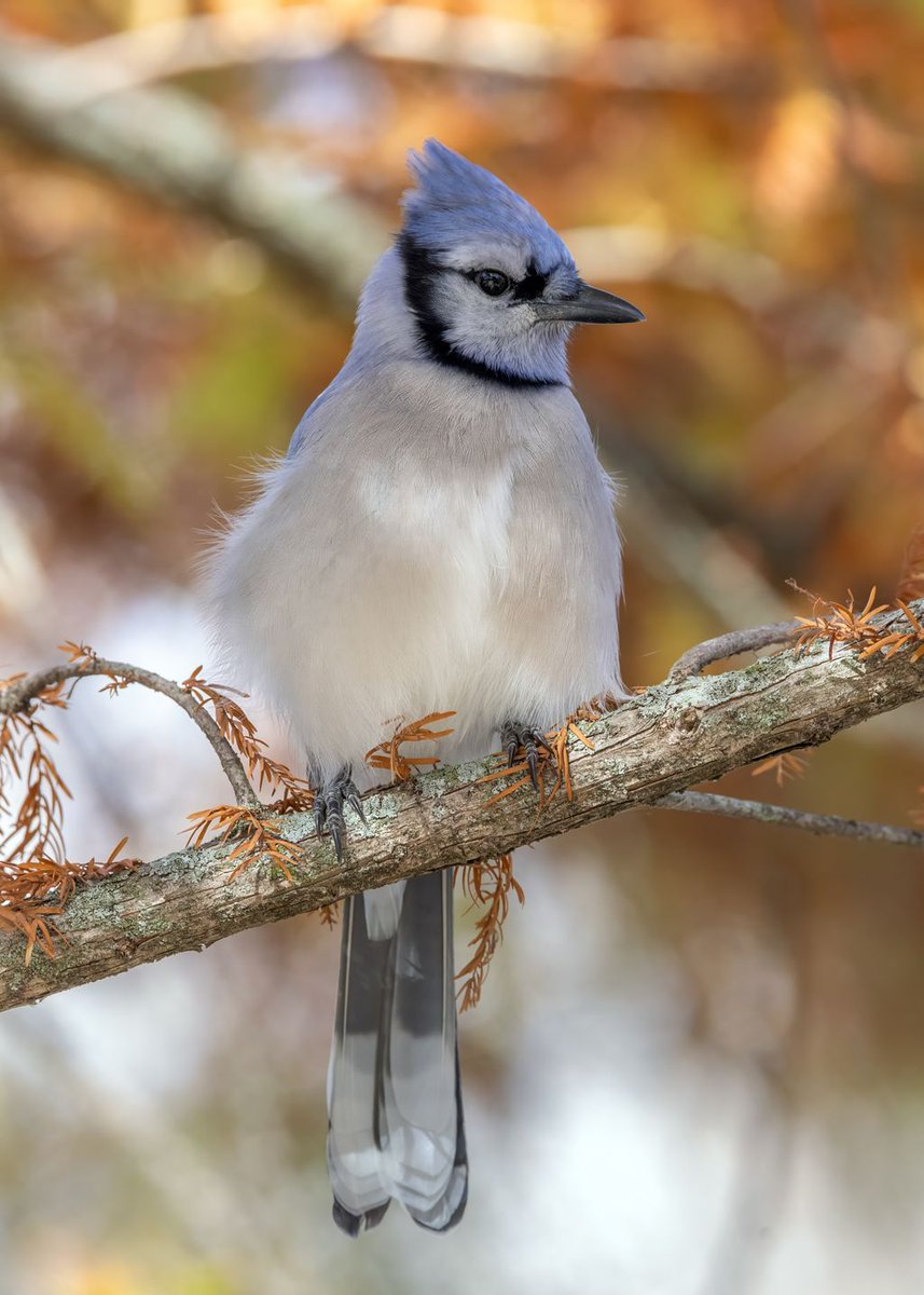 Centennial Park Conservancy tweet media