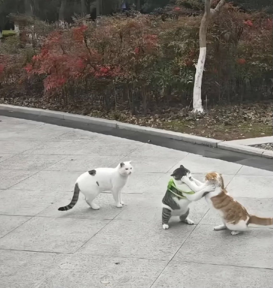 he got bullied for wearing a new little turtle bag :(