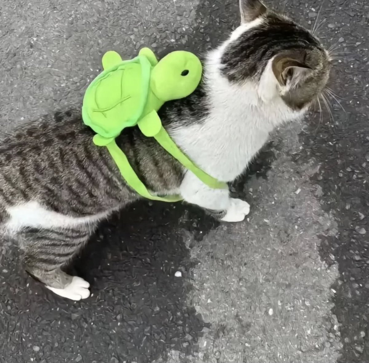 Antidepressant Content tweet media