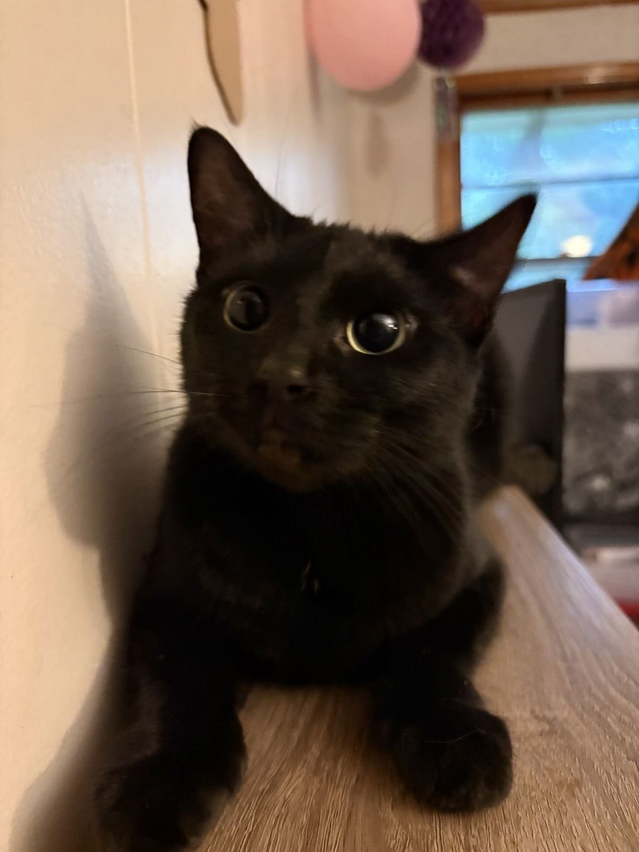Black cats are not bad luck tweet media