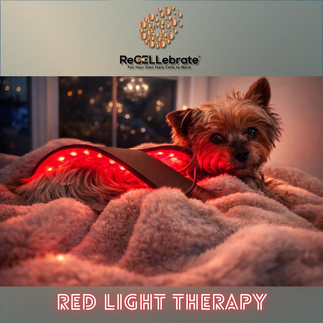Red Light Therapy supports regenerative medicine &amp; longevity by energizing your cells, boosting mitochondrial function, reducing inflammation, and accelerating recovery—naturally. 

Your body already knows how to heal—this helps it do it better. 💪🔥

#RedLightTherapy
