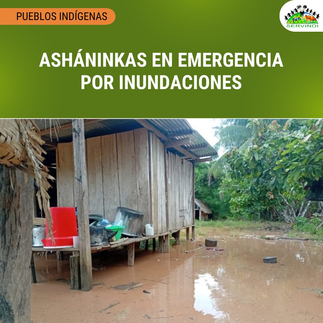 🇵🇪 #Perú 𝗔𝘀𝗵𝗮́𝗻𝗶𝗻𝗸𝗮𝘀 𝗲𝗻 𝗲𝗺𝗲𝗿𝗴𝗲𝗻𝗰𝗶𝗮 𝗽𝗼𝗿 𝗶𝗻𝘂𝗻𝗱𝗮𝗰𝗶𝗼𝗻𝗲𝘀 ⮕ acortar.link/lzGSjY

La Central Asháninka de río Ene pide atención para tres comunidades nativas afectadas por inundaciones en la provincia de Satipo en Junín.