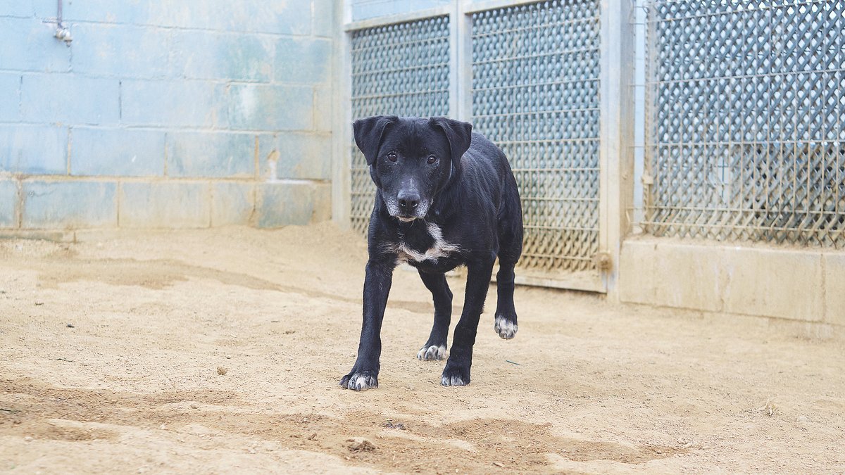 El Rocky té 12 anys i 9 mesos i porta 3 anys esperant una família 💔 Va viure desatès en un descampat i encara té por, però és un gos bo i noble. Necessita una llar tranquil·la on, per fi, conegui l’amor que mai ha tingut 💛 👉 protectoramataro.org/adopta-un-anim… #Adopta #Gossos #SPAMataró