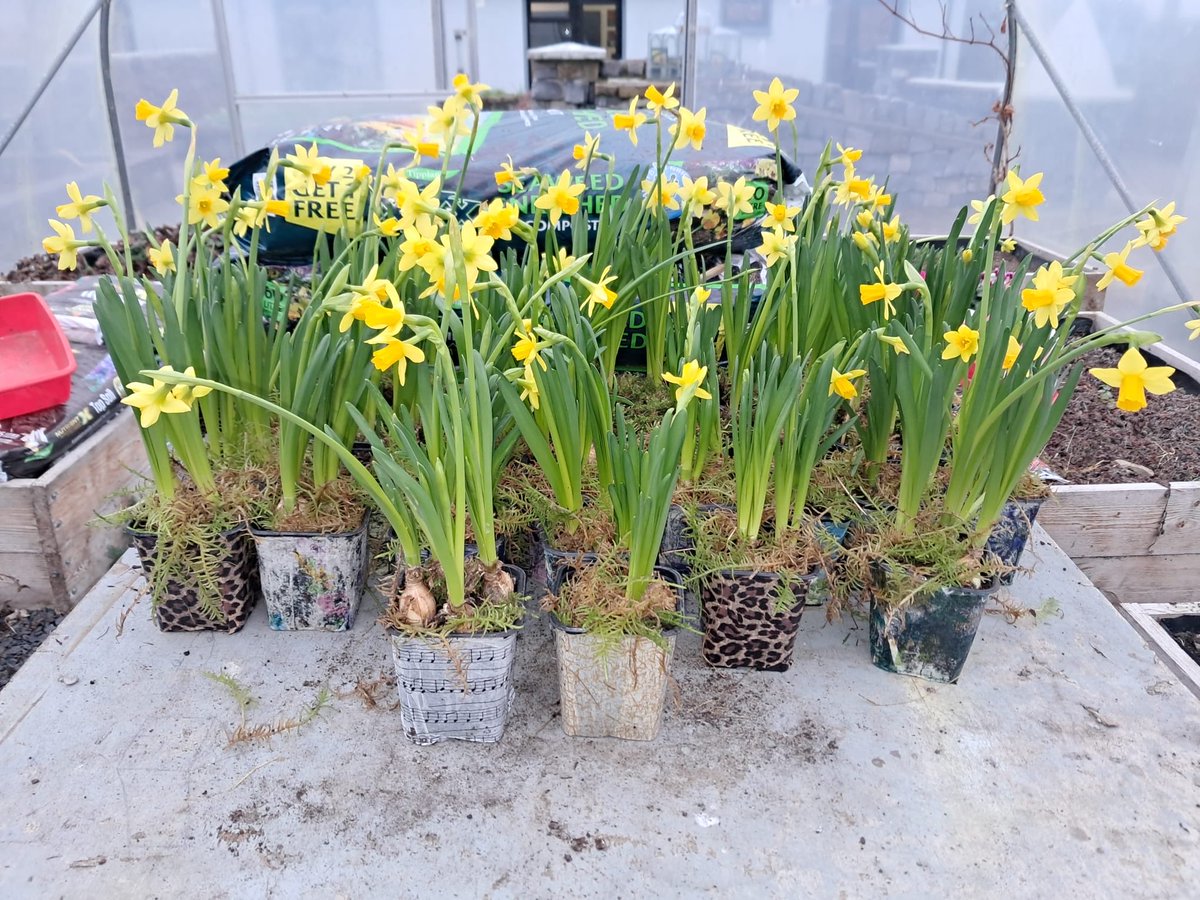 KilrushYR's tweet photo. Kilrush Youthreach Learners at Kilrush Farmers Market tomorrow Thursday 29th January selling St Brigids crosses and daffodil bulbs. Don’t miss out🌼🌼🌼 https://t.co/ljQu8PfQoz