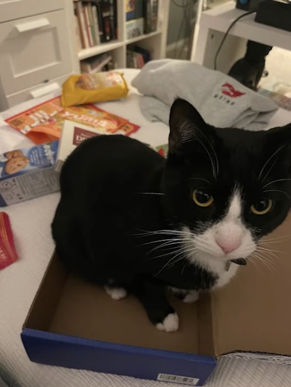 hudson being a cat dad is very serious to me