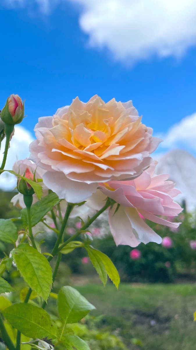 💥💥💥フロア最狂ニキ💥💥💥殺我死☠️の涼‼️RT大量🙏宣伝垢