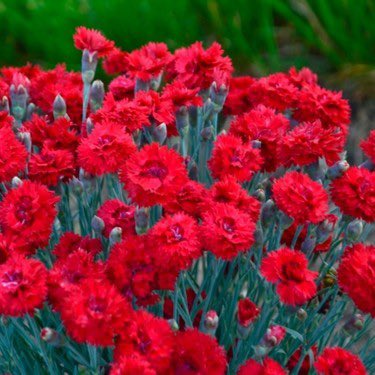 dalgabirisi ☭ tweet media