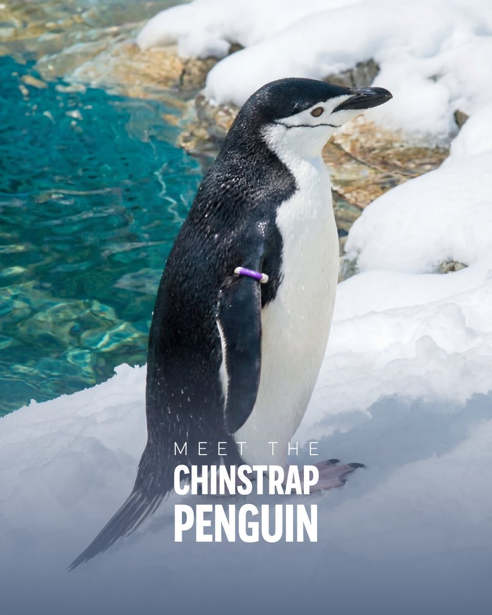 SeaWorld Yas Island, Abu Dhabi tweet media