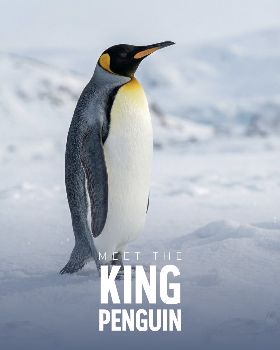 SeaWorld Yas Island, Abu Dhabi tweet media