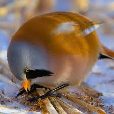 이 모습이 이 친구들의 디폴트값인듯...  하 웃겨 롹커오목눈이