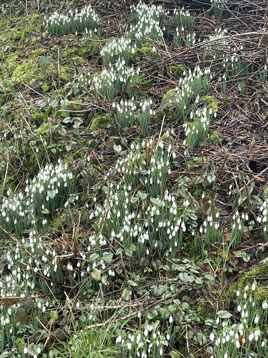 BridieStearn's tweet photo. So lovely to see the snowdrops in full bloom. https://t.co/I5Twp9ONop