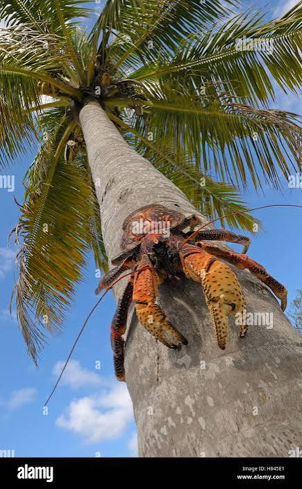 crabe coco