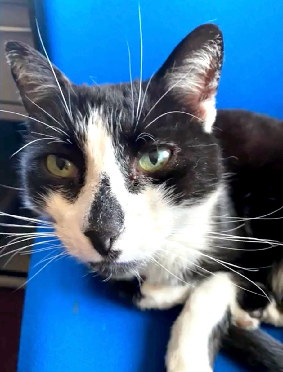 Nutmeg's Crew🌻🇺🇦 tweet media